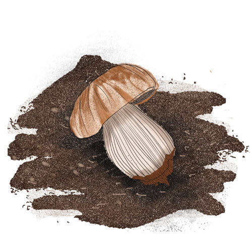 Crash Course Mushrooms Powder